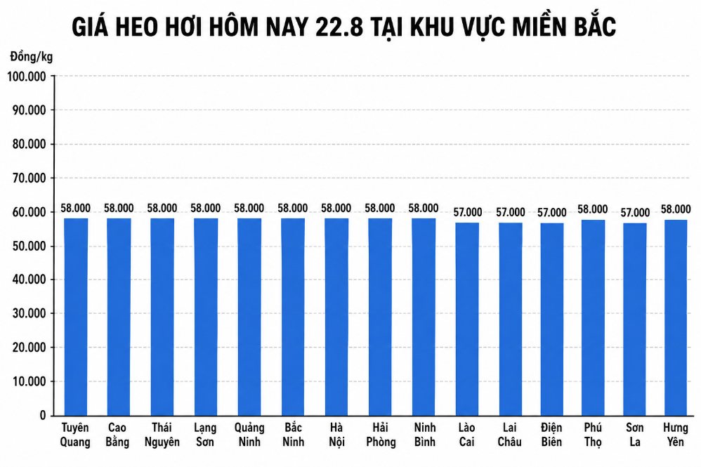 Giá heo hơi hôm nay 22.8 tại khu vực miền Bắc. Đồ họa sử dụng AI