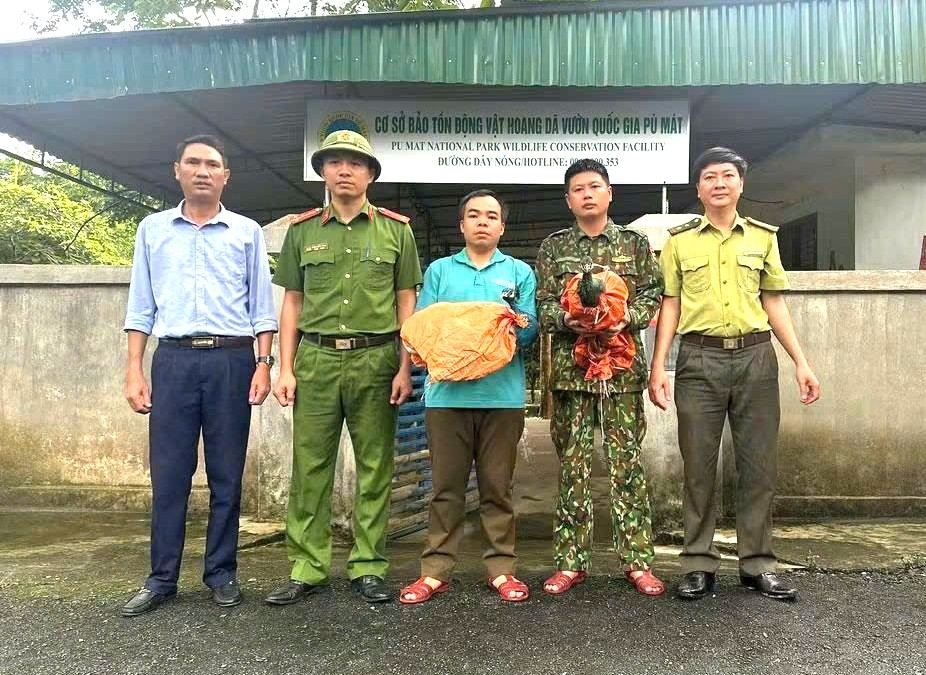 Mr. Dang Dinh Thuyet (resident of Phuc Son 2 village, Anh Son commune, Nghe An) handed over 2 rare peacock individuals to functional agencies. Photo: Nghe An Police