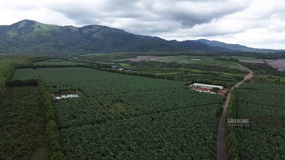 Large-scale agriculture with thousands of hectares of bananas for export, economic development in Lo Pang commune, Gia Lai. Photo: Thanh Tuan