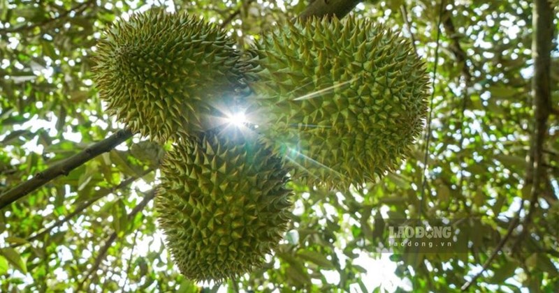 More than 158,000 products updated to agricultural origin traceability system