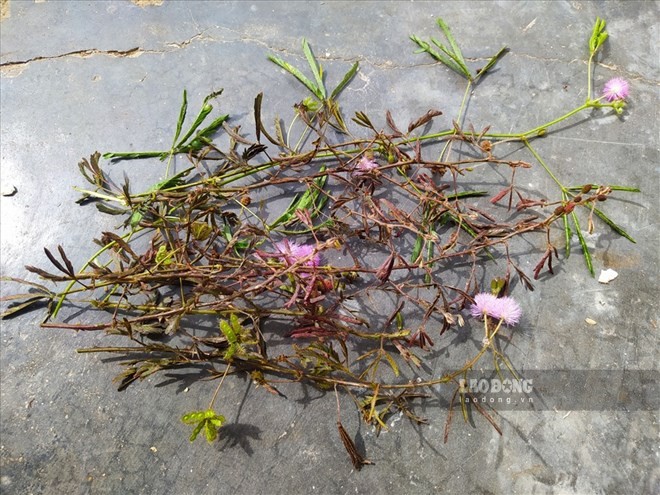 Shame tree, also known as trinh nữ, has the effect of helping to nourish the liver and sleep well. Photo: Thanh Ngoc.
