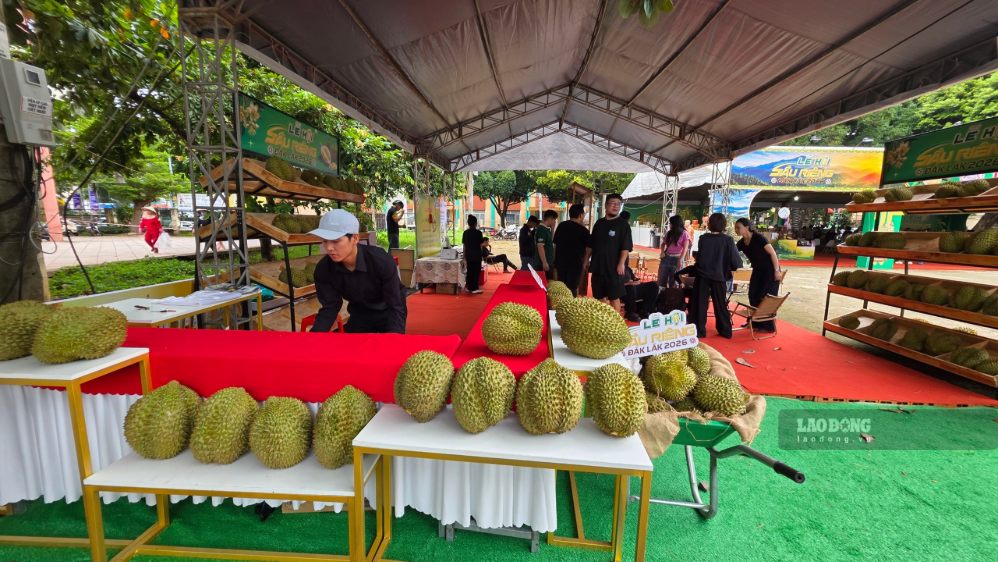 Dak Lak province is currently organizing a series of events within the Dak Lak Durian Festival 2026. Photo: Bao Trung