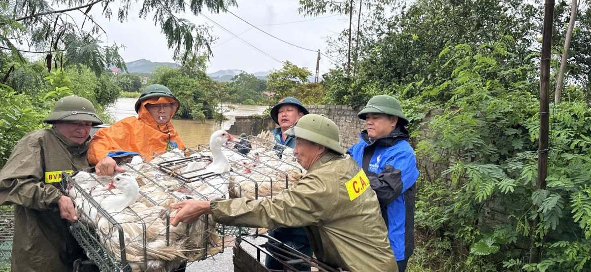Công an xã Tiên Lục và lực lượng tham gia bảo vệ an ninh, trật tự ở cơ sở di chuyển gia cầm giúp người dân khỏi nơi ngập lụt. Ảnh: Công an tỉnh Bắc Ninh