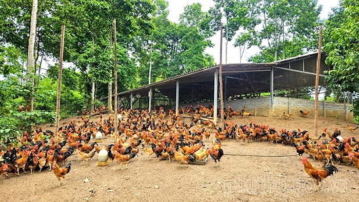 Mô hình nuôi gà dưới tán cây Dổi của HTX Dịch vụ Thương mại Chí Thiện, xã Quyết Thắng (Phú Thọ) cho hiệu quả kinh tế khá với hàng nghìn con gà thịt được xuất mỗi năm. Ảnh: Cổng TTĐT tỉnh Phú Thọ