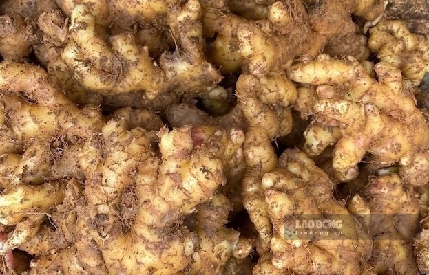 Ginger is one of the foods that helps reduce bloating and abdominal distension if used properly. Photo: Kieu Vu.