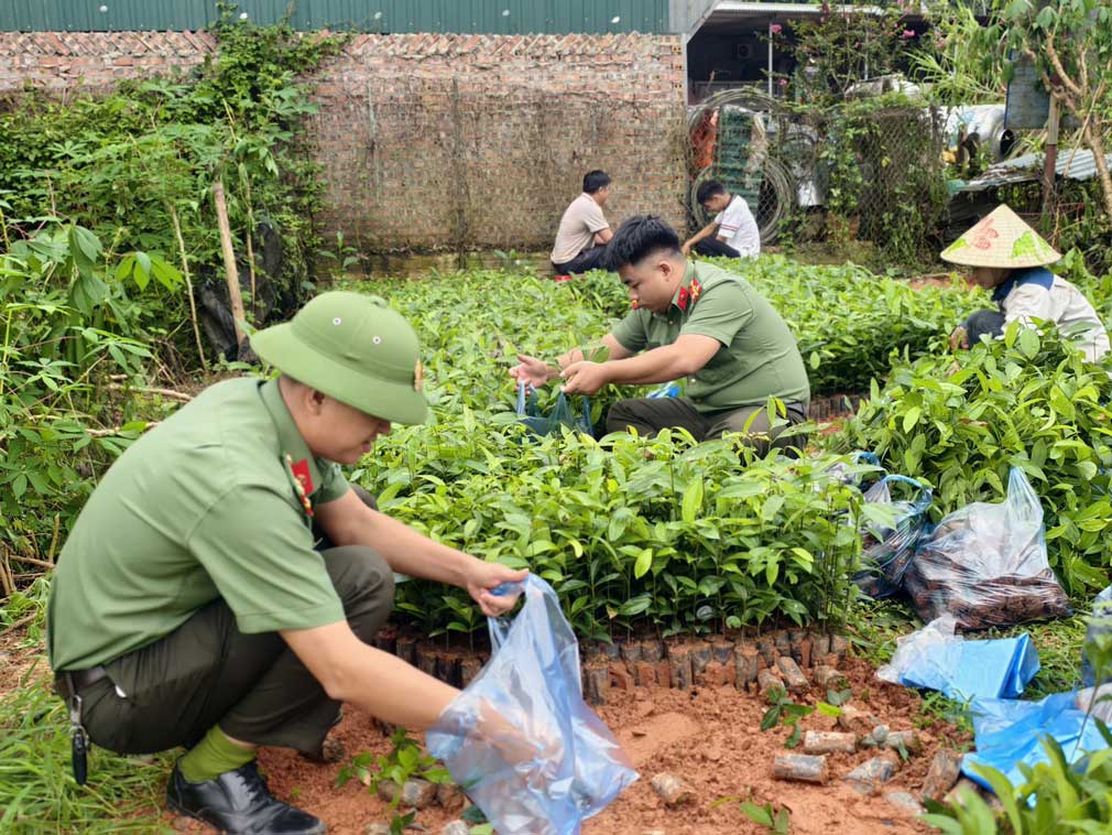 Cán bộ, chiến sĩ Công an xã Mỏ Vàng chung sức cùng người dân di chuyển cây giống. Ảnh: Công an tỉnh Lào Cai