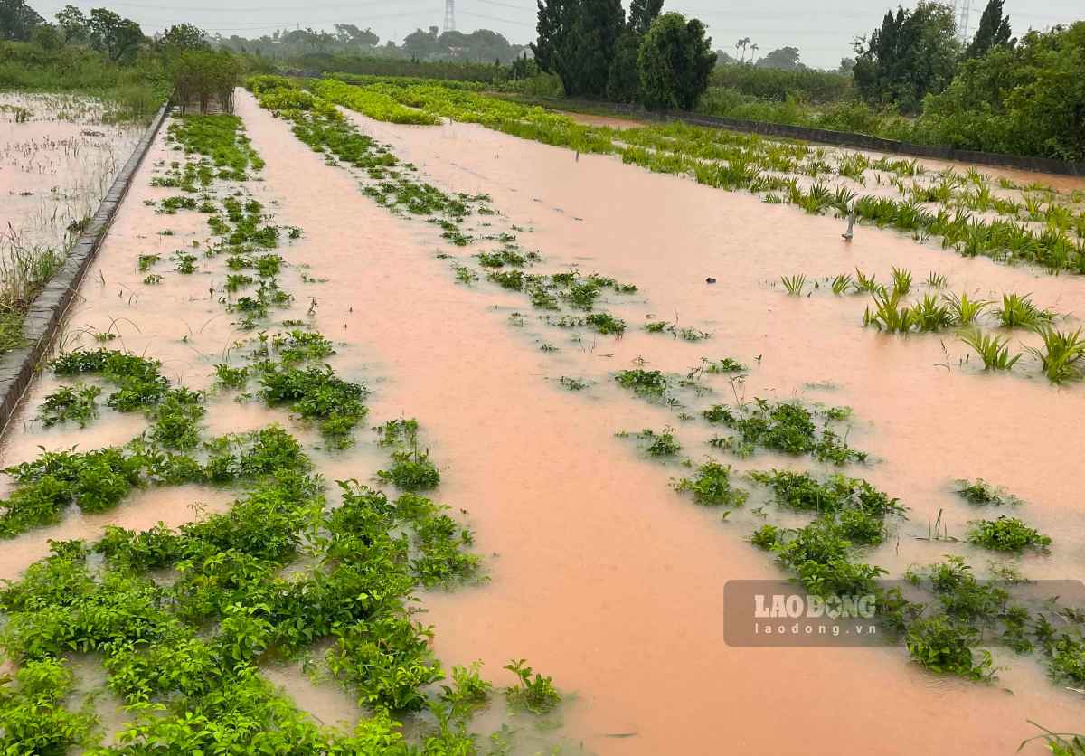 Seedlings flooded by rain. Photo: Luong Ha