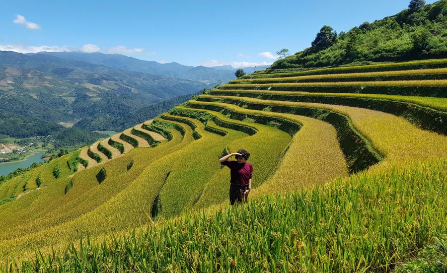 Mu Cang Chai (Lao Cai) enters the ripe rice season. Photo: Hao Hoa