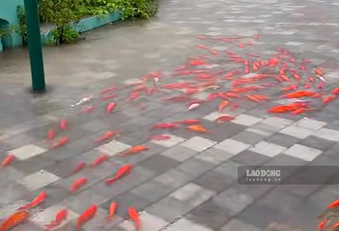 Fish flocks swim ashore, swimming happily in the path of Dam Vuong Park, Hai Phong. Photo: Tran Dat