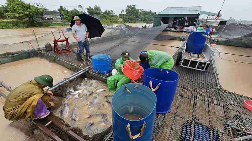 Các hộ nuôi cá lồng tại xã An Phú chủ động ứng phó, hạn chế thiệt hại do bão số 4. Ảnh: Xã An Phú