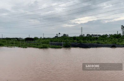 People in Tien Hung commune, Hung Yen province find ways to save trees and drain water. Photo: Luong Ha