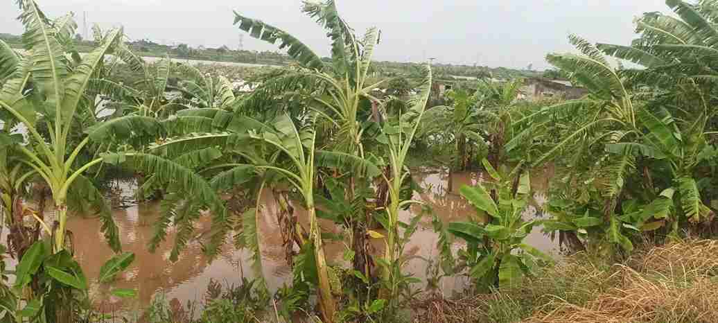 Xã Khúc Thừa Dụ đang khẩn trương triển khai các biện pháp bảo vệ diện tích sản xuất sau bão số 4. Ảnh: Xã Khúc Thừa Dụ 
