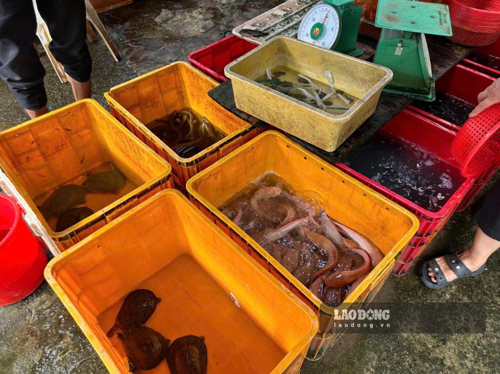 Cá trê, lươn, cá rô phi, ba ba được bày bán phía tại khu vực trước chùa Diệu Pháp. Ảnh: Lý Linh