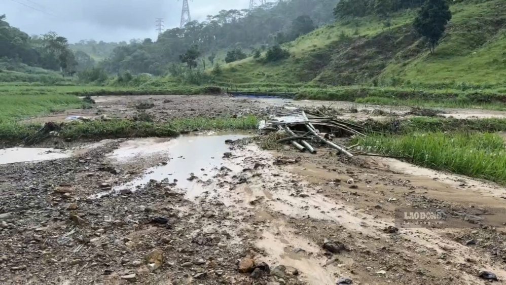 A rice field area that is flowering in Van Ri village is silted up by floods. Photo: Hung Tho