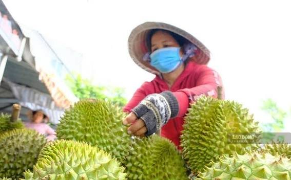 Durian export forecast from now until the end of 2026. Photo by My Ly