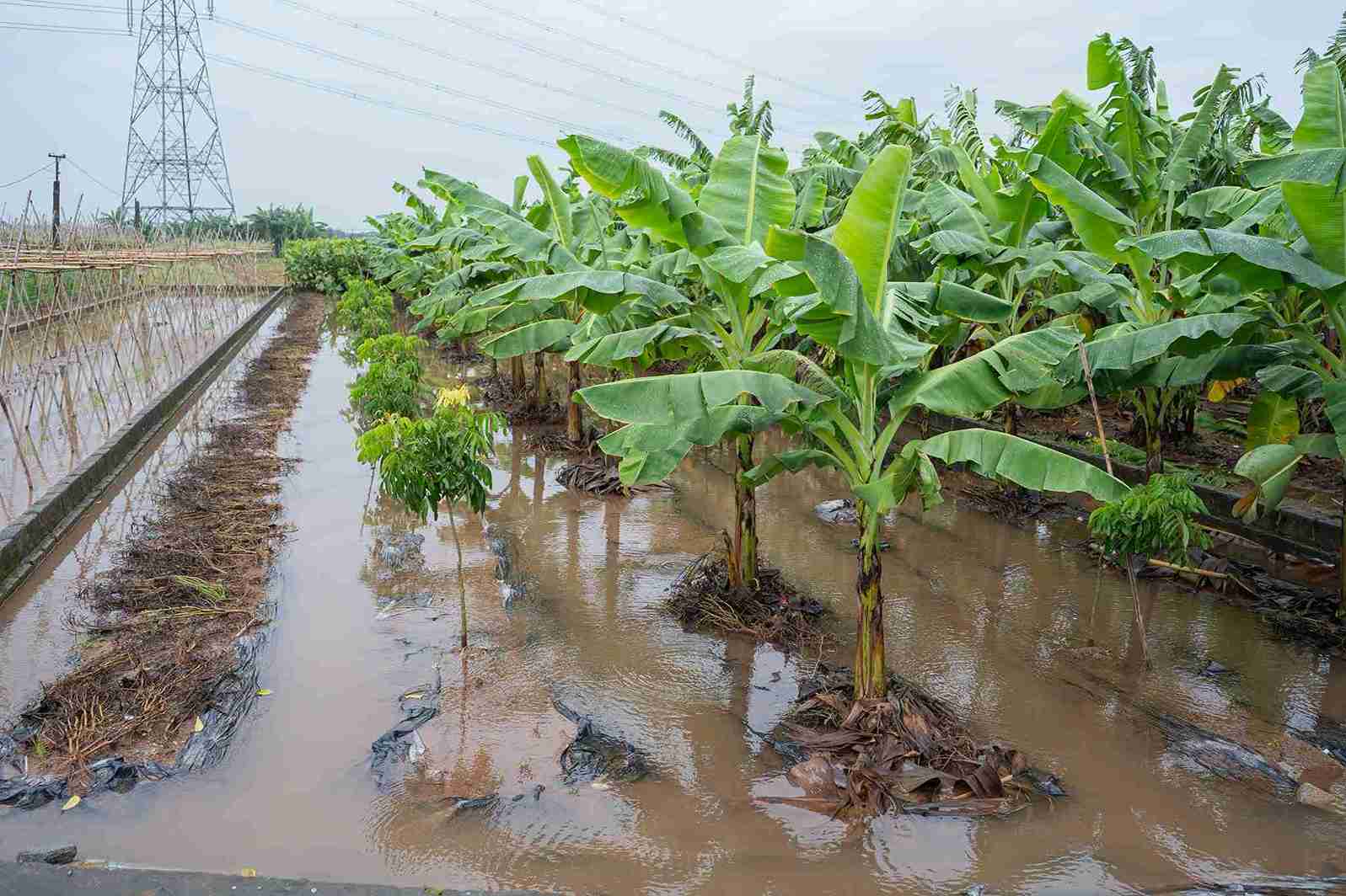  chủ động tiêu thoát nước, bảo vệ sản xuất và tài sản của nhân dân.