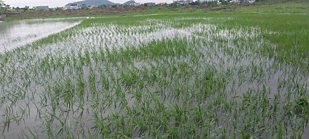 Mưa lớn gây ngập úng, ảnh hưởng đến diện tích lúa và hoa màu trên địa bàn phường. Ảnh: Cổng TTĐT phường Phù Liễn