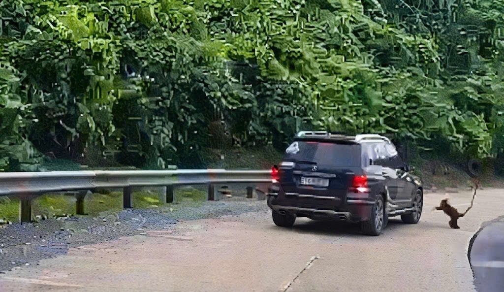 A white-necked langur suddenly chased and clung to a car on the Ho Chi Minh road. Photo: Truong Son Forest Protection Department