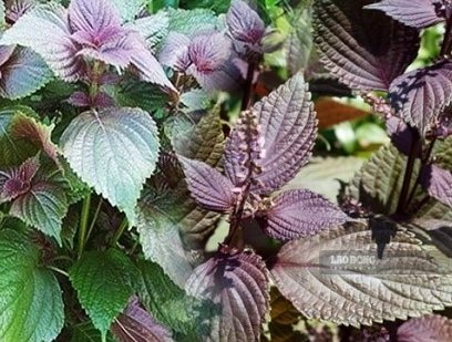 Perilla leaves - a type of leaf that is easy to find and cheap - are said to support detoxification. Photo: Kieu Vu