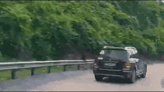 White-necked langurs suddenly rush out onto the road, chasing people's cars. Photo: Thanh Trung