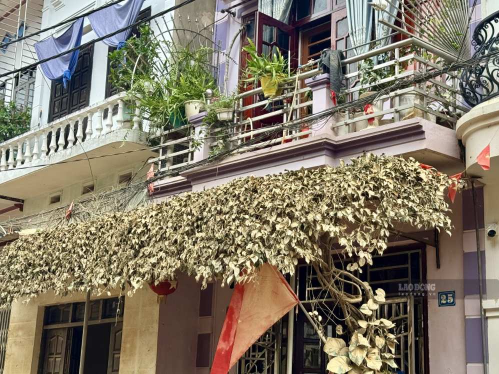 Vết bùn đất in hằn trên những cành cây, ngọn cỏ. Ảnh: Khánh Linh