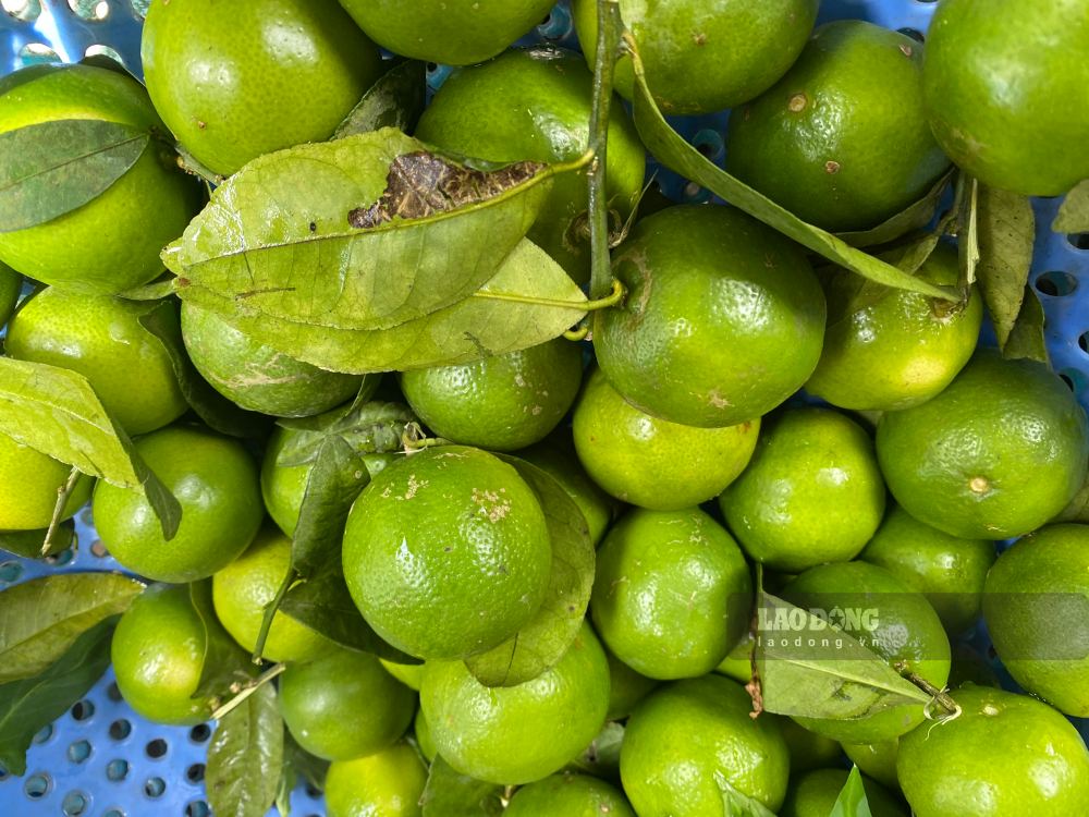 Vitamin C has long been studied for its ability to control uric acid. Photo: Tra My