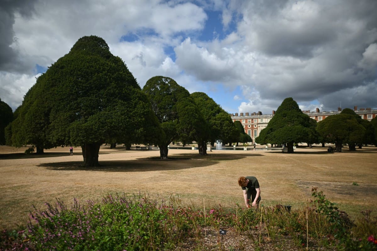 A gardener is taking care of a dry campus at Hampton Court Palace, southwest London, England. Photo: AFP