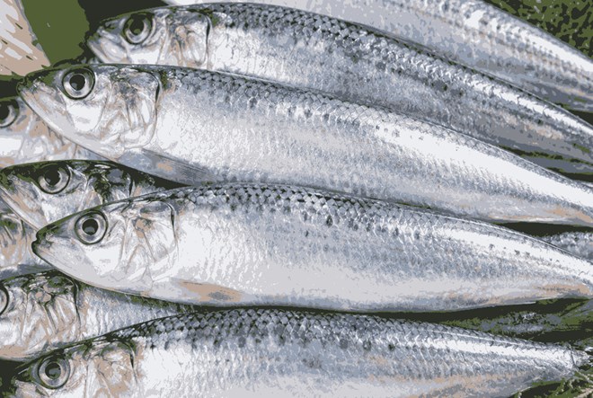 Sardines are one of the fish that provides vitamin D, people over 40 should eat them regularly to be good for bones and joints. Photo: AI.