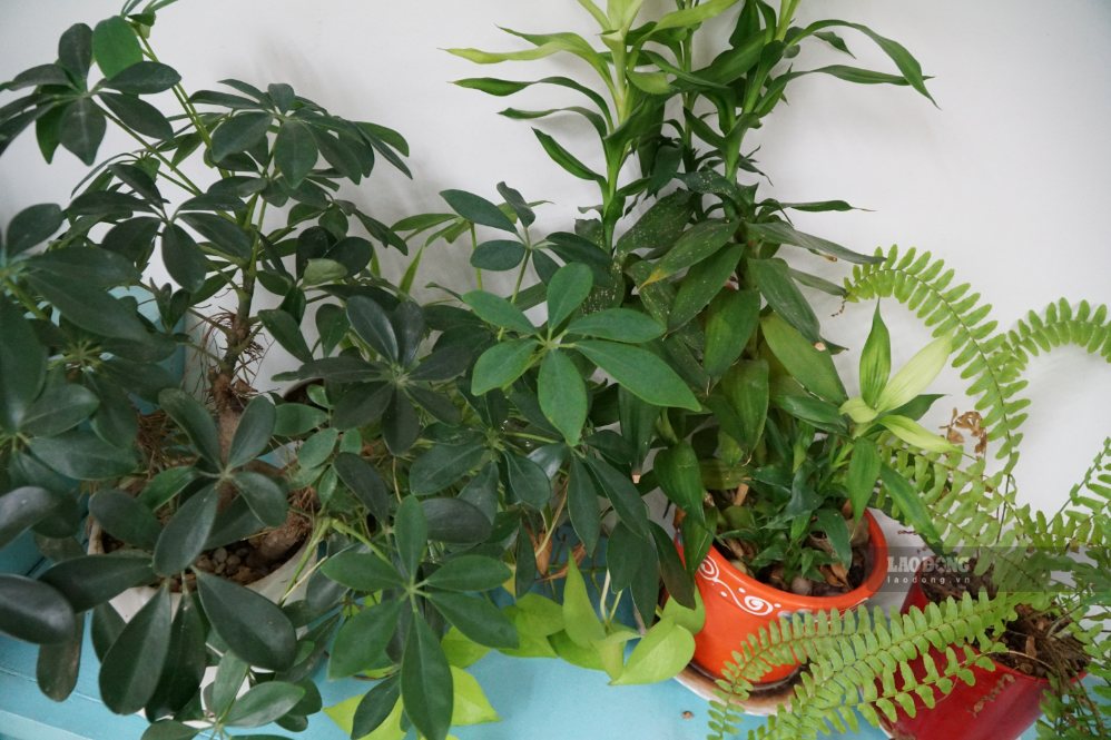 Arranging a variety of sized potted plants helps the living space become more lively and cool. Photo: Thanh Chan