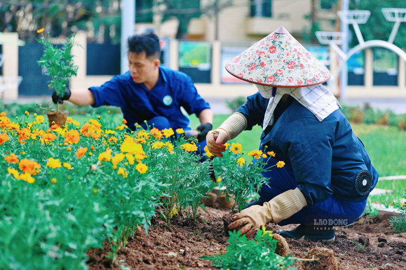 Các loại hoa có màu sắc nổi bật được chọn trồng, giúp tô điểm thêm sắc rực rỡ cho phố phường Thủ đô. Ảnh: Dương Anh