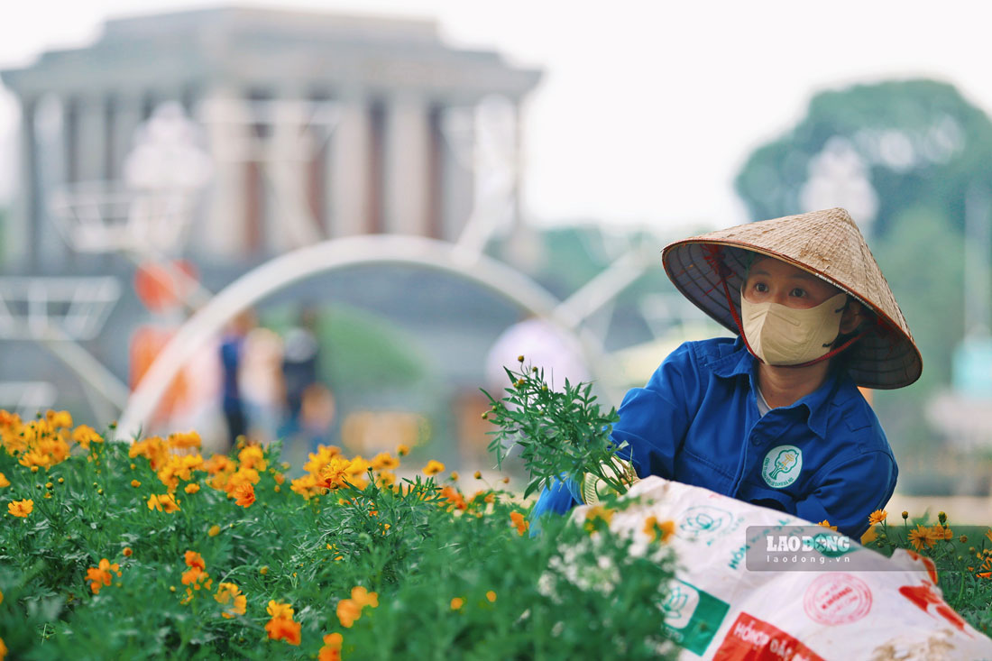 Workers actively complete fresh flower miniatures in front of the Mausoleum area on the occasion of National Day September 2nd. Photo: Duong Anh