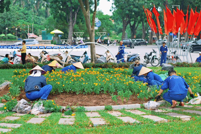 Lực lượng công nhân Công ty Công viên cây xanh Hà Nội gấp rút trồng hoa tại các khu vực tuyến phố lớn trước dịp Quốc Khánh 2.9. Ảnh: Dương Anh