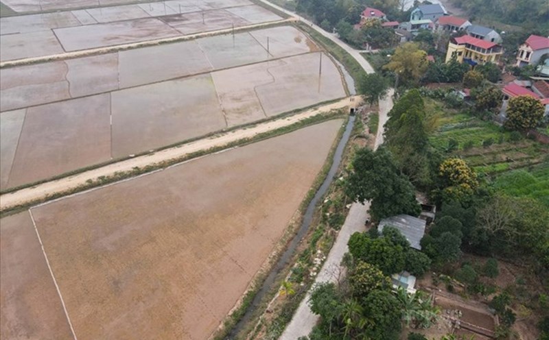 When land use planning is identified as agricultural land but the general plan shows residential land area, the handling must be based on regulations on the planning system. Photo: Phan Anh