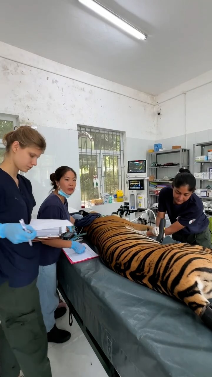 Hơn 3 ngày khám sức khỏe cho 7 cá thể hổ Đông Dương. Ảnh: Công Sáng