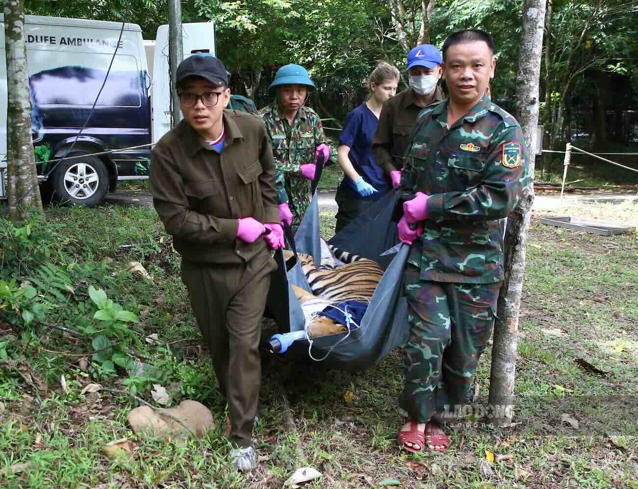 Ngày 26.8, tại Trung tâm Cứu hộ, Bảo tồn và Phát triển sinh vật thuộc Ban Quản lý Vườn quốc gia Phong Nha - Kẻ Bàng, các chuyên gia phối hợp với cán bộ thú y thực hiện kiểm tra sức khỏe, tiêm vaccine định kỳ cho 7 cá thể hổ đang được chăm sóc, cứu hộ tại đây. Ảnh: Công Sáng