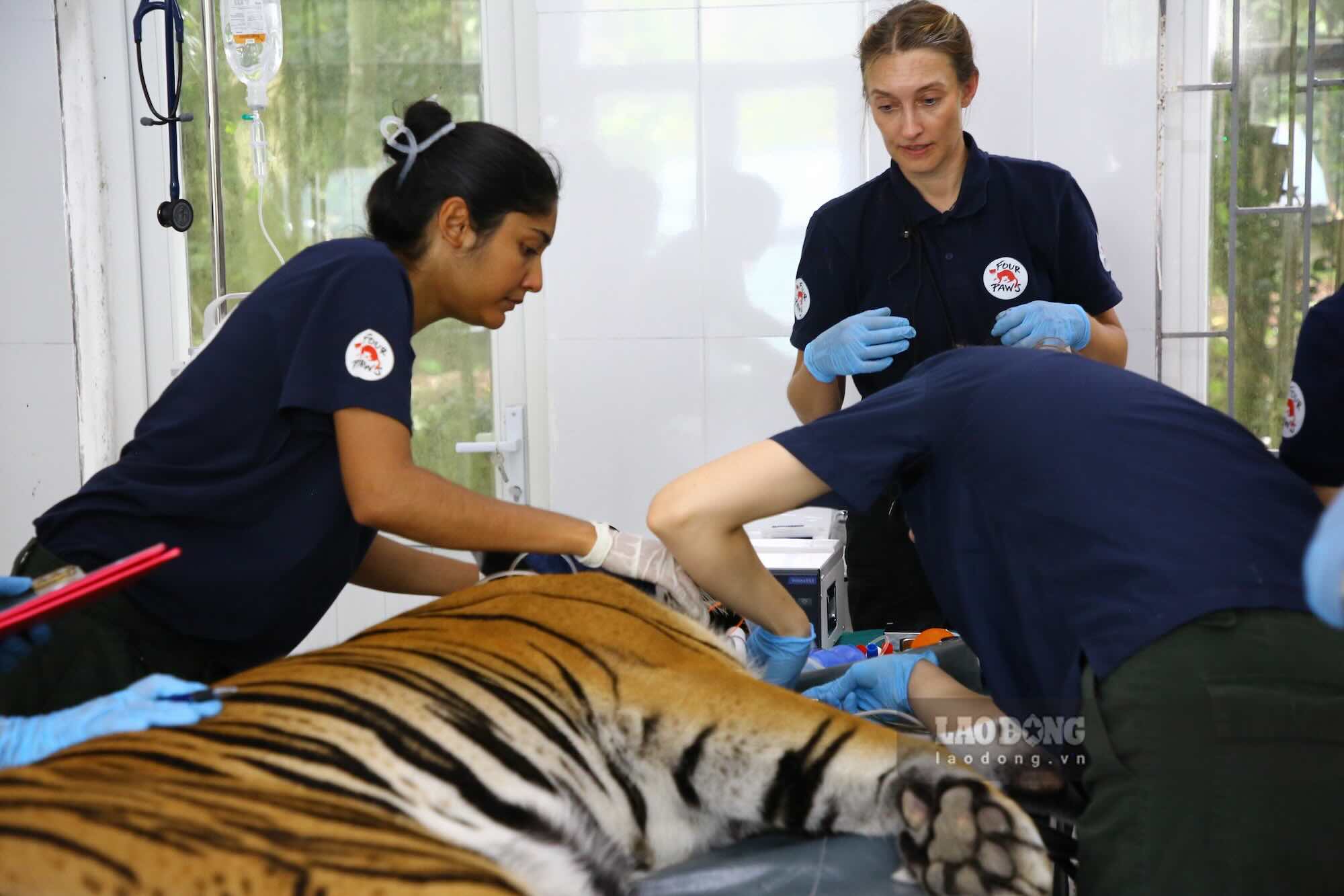 Trao đổi với Báo Lao Động, ông Đinh Huy Trí - Phó Giám đốc Ban Quản lý Vườn quốc gia Phong Nha - Kẻ Bàng - cho biết, kiểm tra sức khỏe hằng năm là một trong những quy trình bắt buộc đối với động vật được chăm sóc, cứu hộ. Riêng với hổ, quá trình này cần áp dụng những kỹ thuật chuyên sâu hơn. Ảnh: Công Sáng