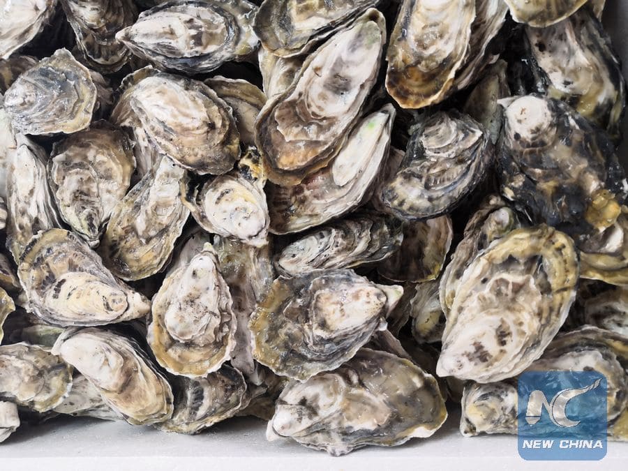 Oysters are a familiar dish in the menu of late breakfasts and seafood buffets in Australia. Photo: Xinhua