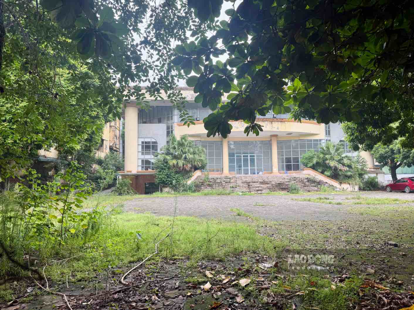 Hierba que crece dentro del recinto del terreno recién recuperado. Foto: Hoai Anh