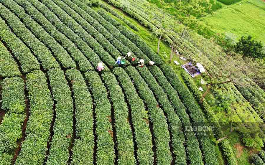 Cây chè hiện là cây trồng thế mạnh, mang lại hiệu quả kinh tế cao cho người dân Tân Trào. Ảnh: Nguyễn Tùng.
