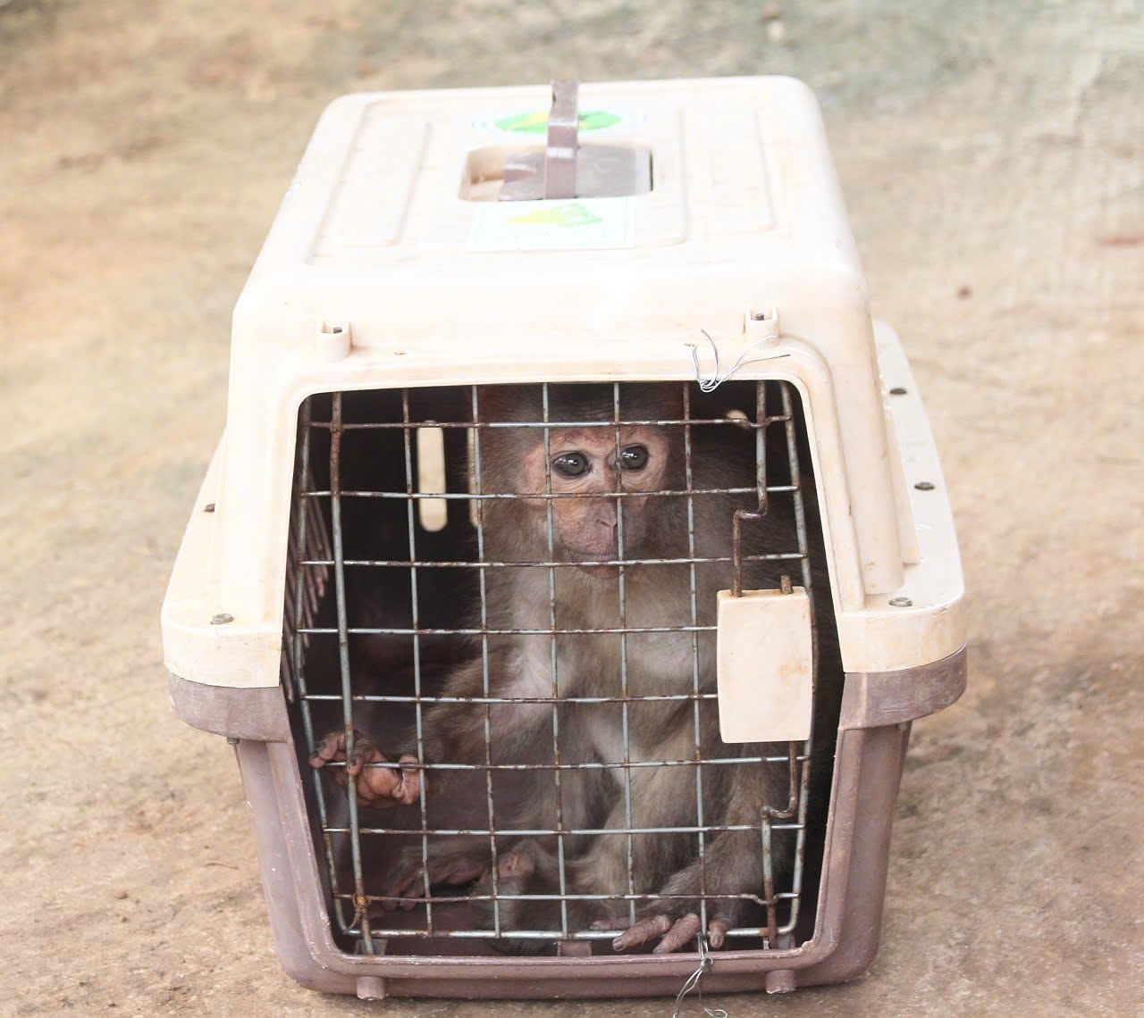 A stray red-faced macaque is transferred to Bu Gia Map National Park for conservation. Photo: Bu Dang Commune People's Committee