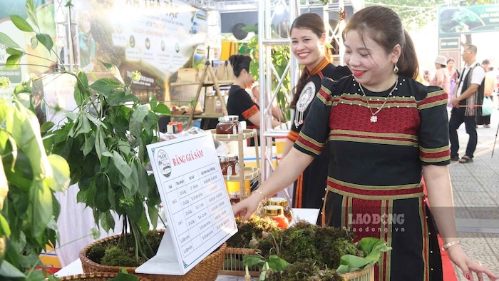 Da Nang brings Ngoc Linh ginseng to Son Tra night street. Photo: Nguyen Linh