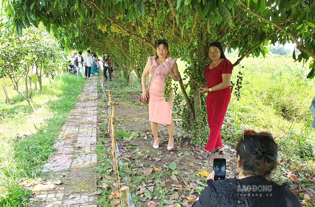 Vườn dâu của ông Ba Liêm ở U Minh Hạ, nơi cách đây 30 năm ông chật vật tìm ra mô hình trồng dâu làm du lịch. Ảnh: Nhật Hồ.
