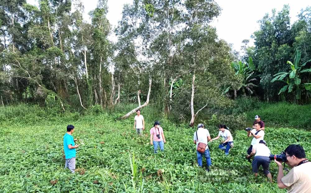 Experiencing admiring a 100-year-old melaleuca tree, underfoot is mud in the heart of U Minh Ha, Ca Mau. Photo: Nhat Ho.