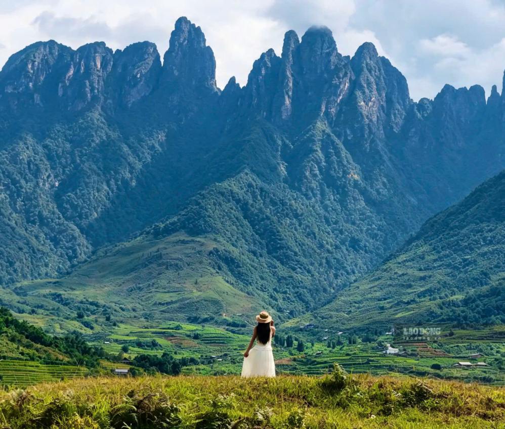 Những vạt hoa mua mọc tự nhiên trên sườn đồi dưới chân Ngũ Chỉ Sơn tạo nên điểm check-in mới giữa không gian mây núi. Ảnh: Chảo Láo Lở