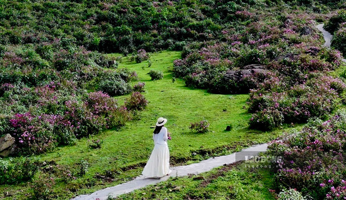 Amazed by the purple mua flower season in the Ngu Chi Son mountains and forests. Photo: Chao Lao Lo
