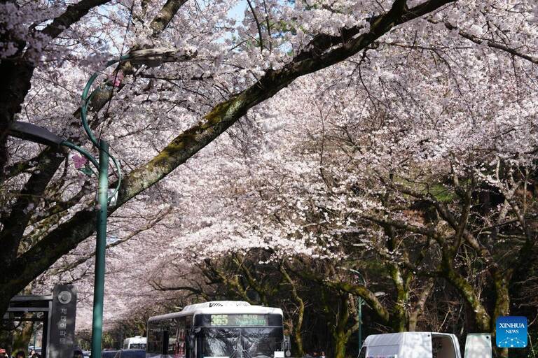 Saison des cerisiers en fleurs sur l'île de Jeju, en Corée du Sud. Photo: Xinhua