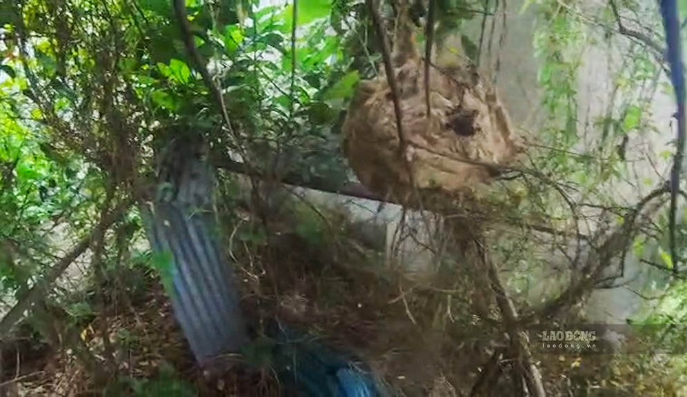 Pulling a coconut leaf boat, a woman was attacked to death by a swarm of wasps. Photo: Huynh Du