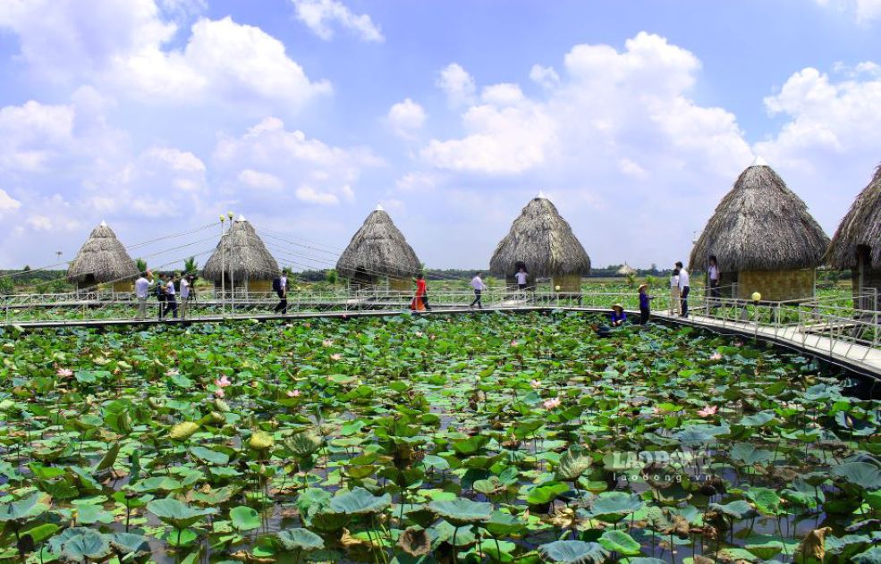 Với lợi thế cảnh quang hoang sơ của vùng đất gắn liền với hoa sen, Đồng Tháp được du khách chọn làm điểm đến lý tưởng trong dịp cuối tuần, lễ, Tết. Ảnh: Thanh Mai
