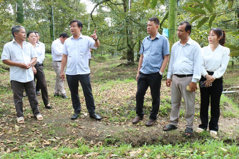 Mr. Nguyen Phuoc Thien (top row, 2nd from the left) - Vice Chairman of Dong Thap Provincial People's Committee - and the working delegation survey the durian garden of Mr. Tran The Bay. Photo: Dong Thap Provincial Electronic Information Portal