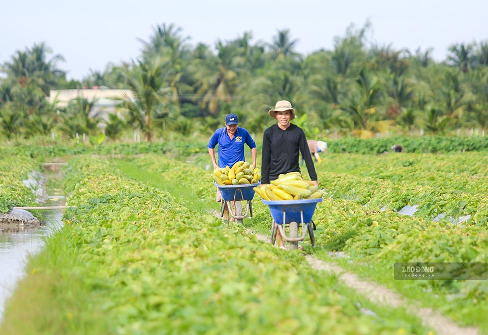 Theo anh Nguyễn Văn Vũ (phường Khánh Hậu), vào mùa dưa, mỗi ngày anh được trả 450.000 đồng công để cắt, khuân vác và vận chuyển dưa đem dưa lên bờ.